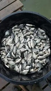 Рыба 30
