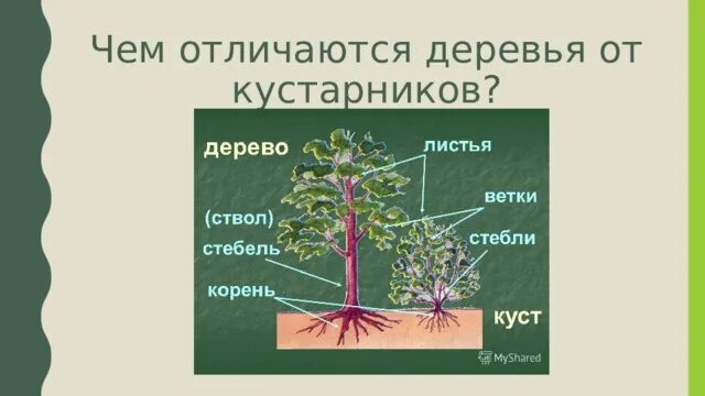 3 корня 1 ствол. Строение кустарника. Строение кустарника для детей. Части дерева и кустарника для детей. Строение дерева для детей.