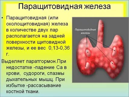 Паратгормон щитовидной