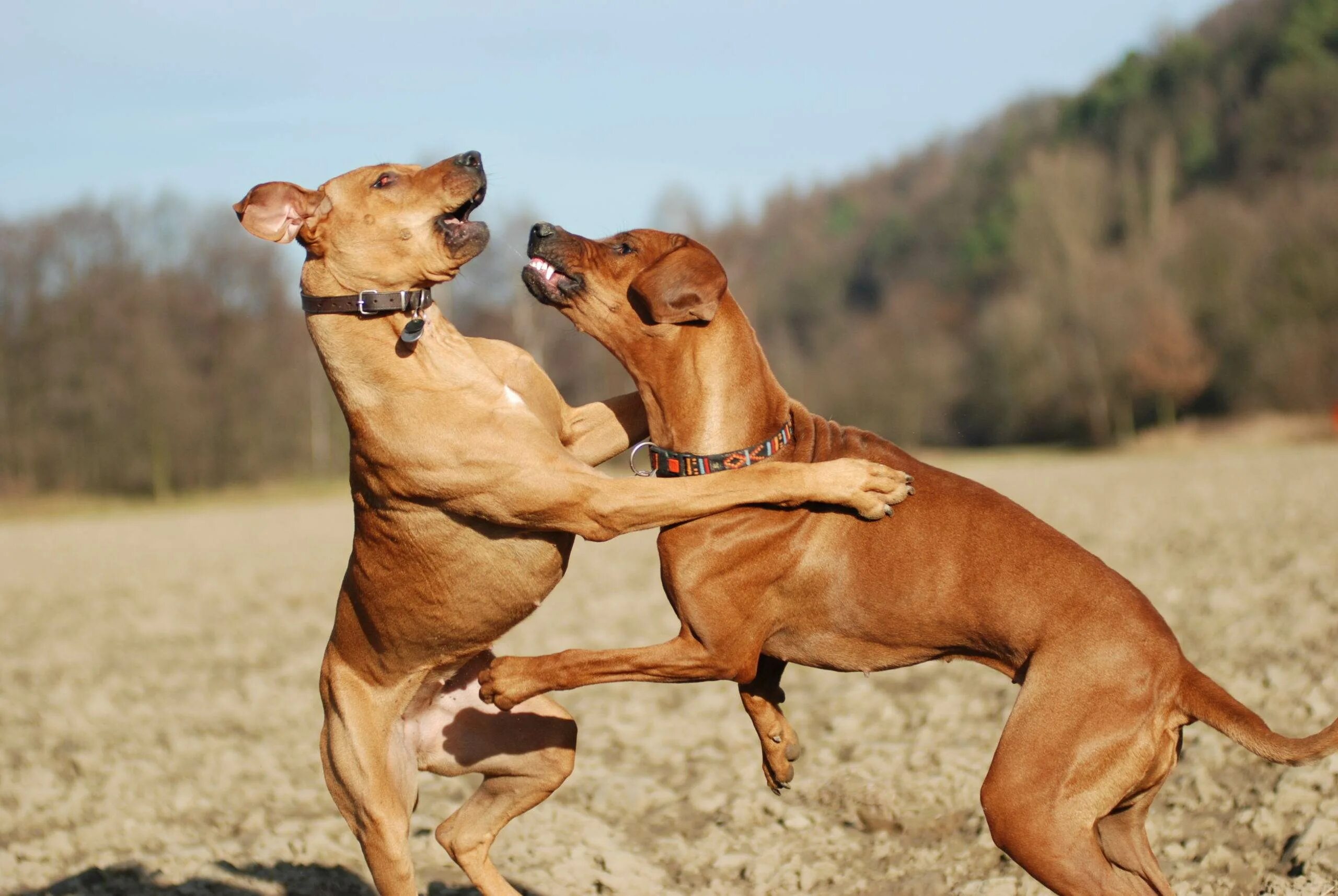 Dogs bitget. Собака играется. Собака боится. Американский стаффордширский терьер с человеком. Лабрадор и немецкая овчарка.