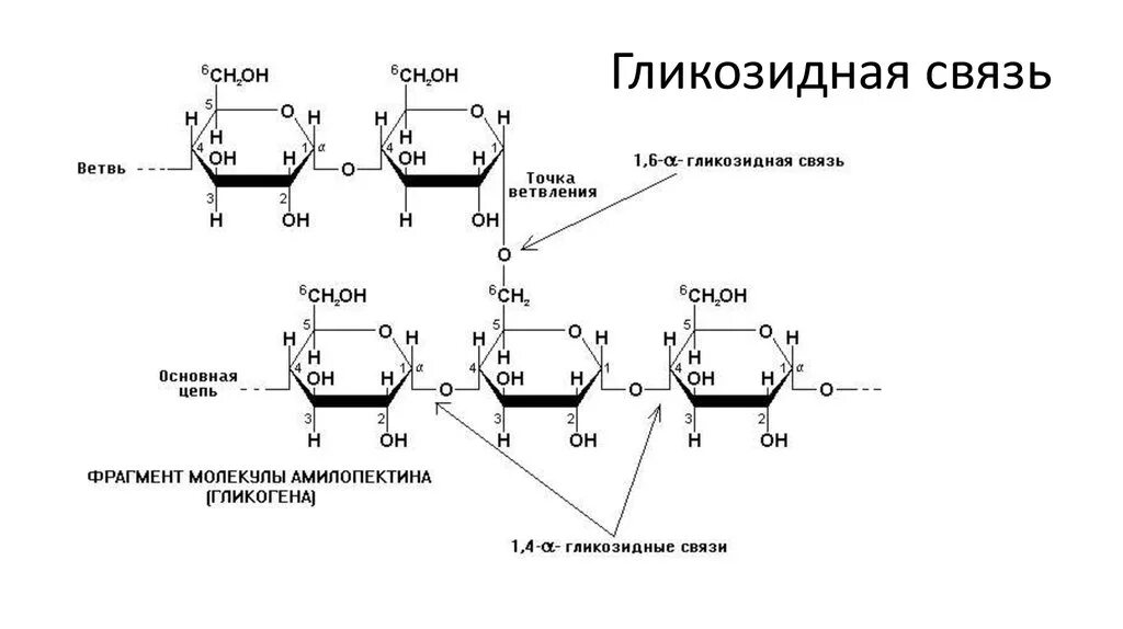 Фрагмент гликогена формула. Строение фрагмента молекулы гликогена. Фрагмент структуры гликогена. Крахмал формула гликозидные связи.