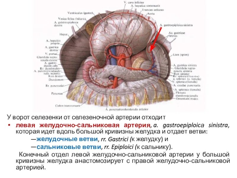 Артерии селезенки. Левая желудочно сальниковая артерия кровоснабжает. Селезеночная артерия анатомия. Сосуды селезенки анатомия. Селезеночная артерия топография.