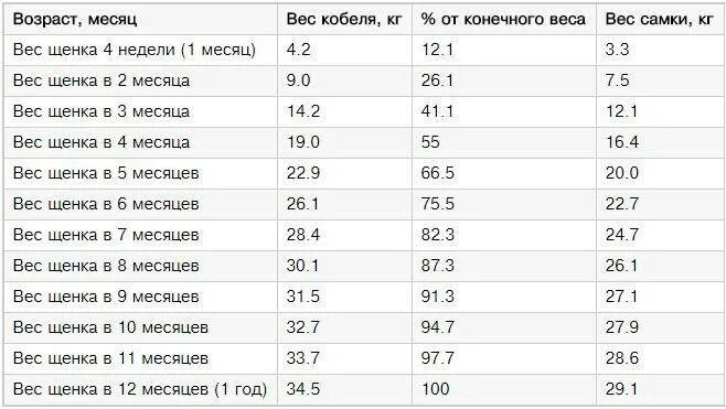 Сколько весит взрослая немецкая. Вес щенка немецкой овчарки по месяцам таблица. Таблица роста и веса щенка немецкой овчарки по месяцам. Таблица роста и веса щенка немецкой овчарки. Вес немецкой овчарки в 1.5 года кобель.