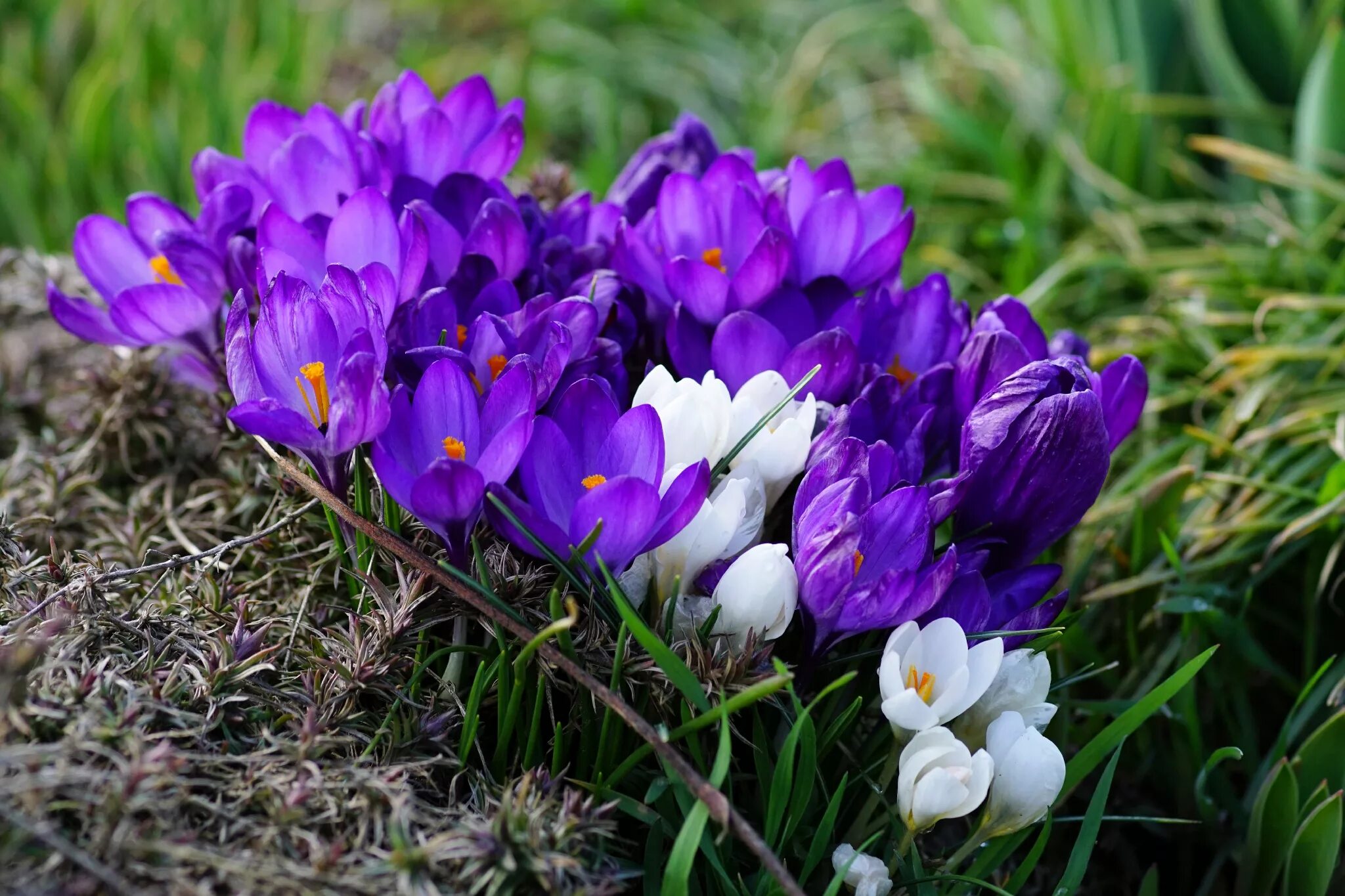 Музыка памяти крокус. Крокус Шафран весенний. Крокус Шафран цветок. Первоцветы (подснежники, крокусы, гиацинты).. Крокус весенний многолетний.