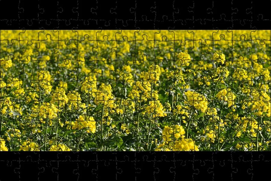 Wallpaper : landscape, food, field, yellow, Rapeseed, flower, canola, agricultur