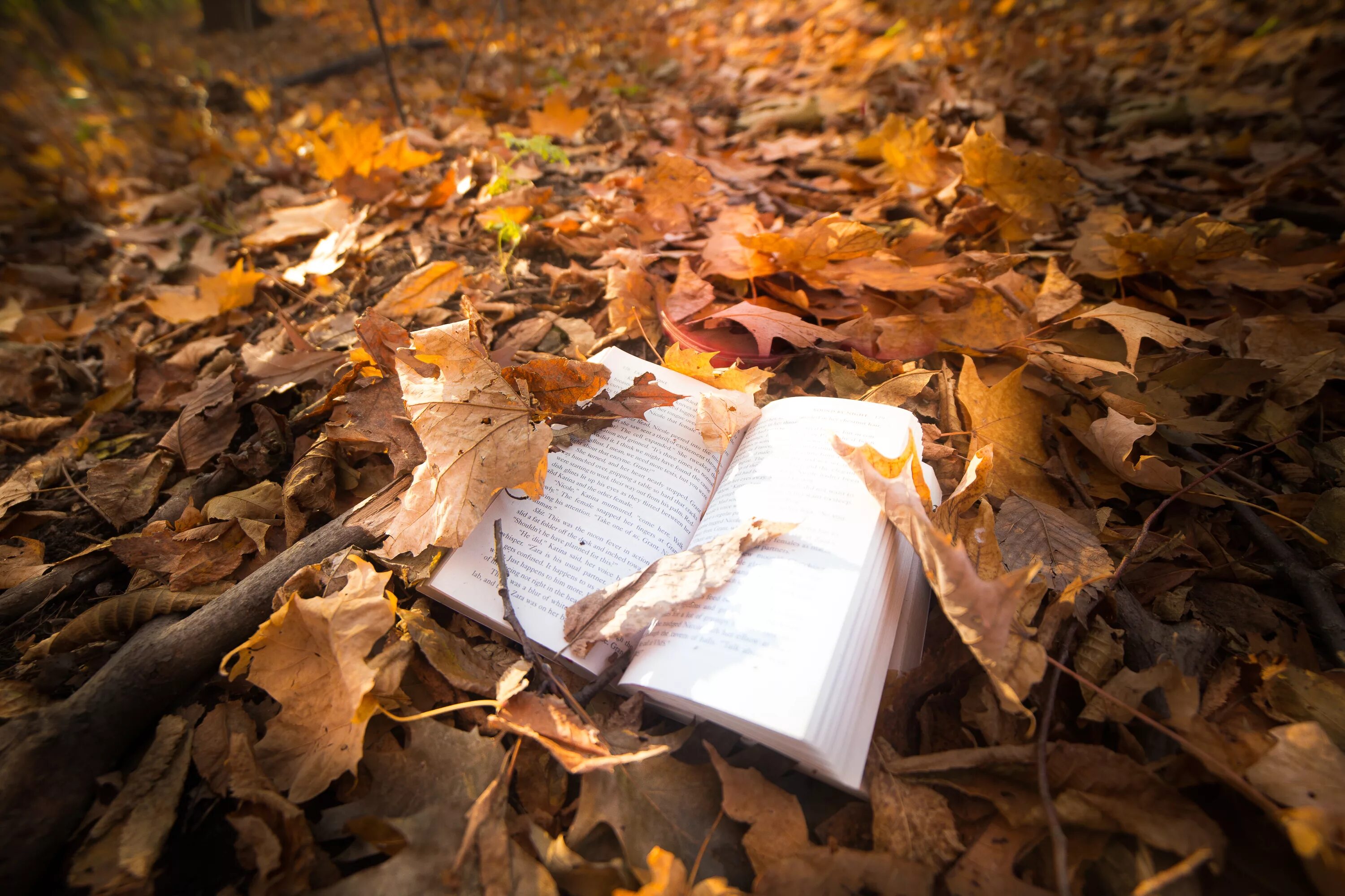 Книга падают листья. Книги про осень. Брошенная книга. Книга на осеннем фоне. Осень книги фон.
