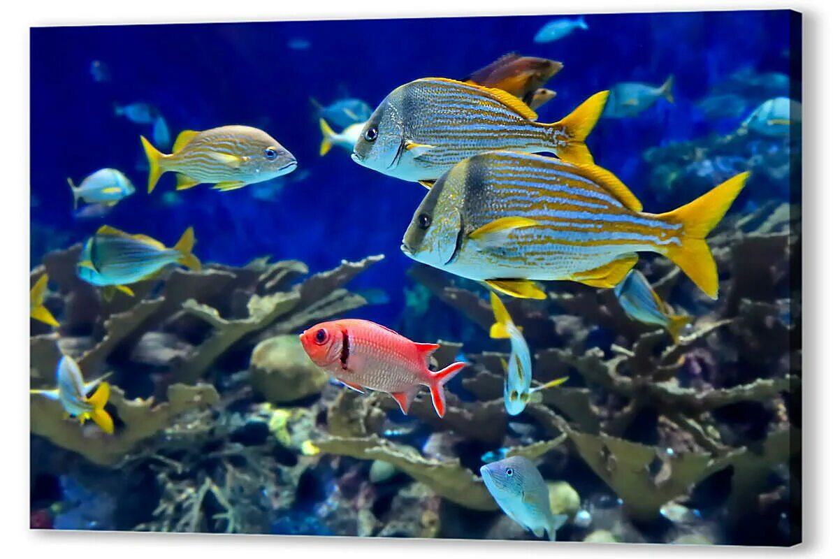 Разноцветные рыбки. Рыбы в океане. Красивые разноцветные рыбки.