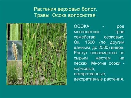 Растения болот признаки