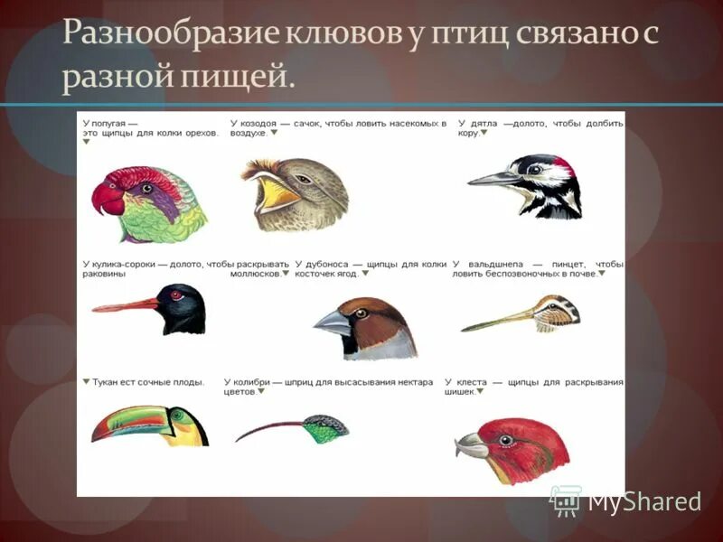 Дарвин вьюрки галапагосские острова. Галапагосские вьюрки дарвина. Галапагосские вьюрки клювы. Галапагосские вьюрки дивергенция. Конвергенция форма клюва у птиц дивергенция.