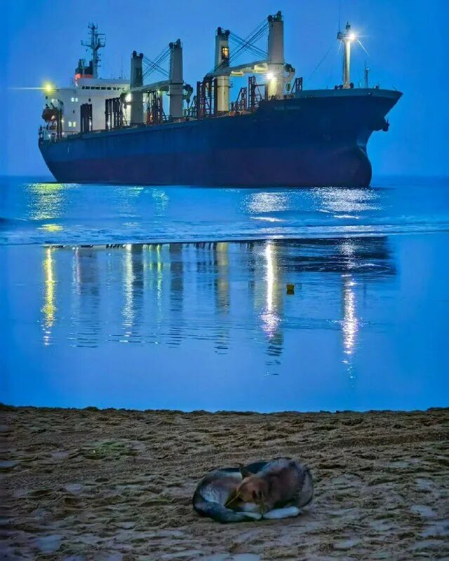 сухогруз голубая акула в витязево