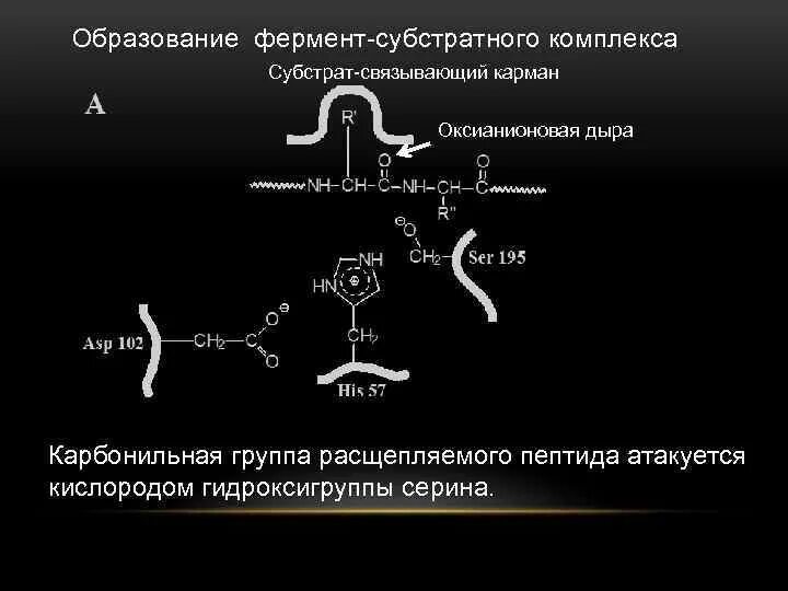 Ферменты формируются. Схема фермент-субстратного комплекса. Схему образования фермент-субстратного комплекса. Фермент субстратные комплексы и механизмы их образования. Образование фермент субстратного комплекса.