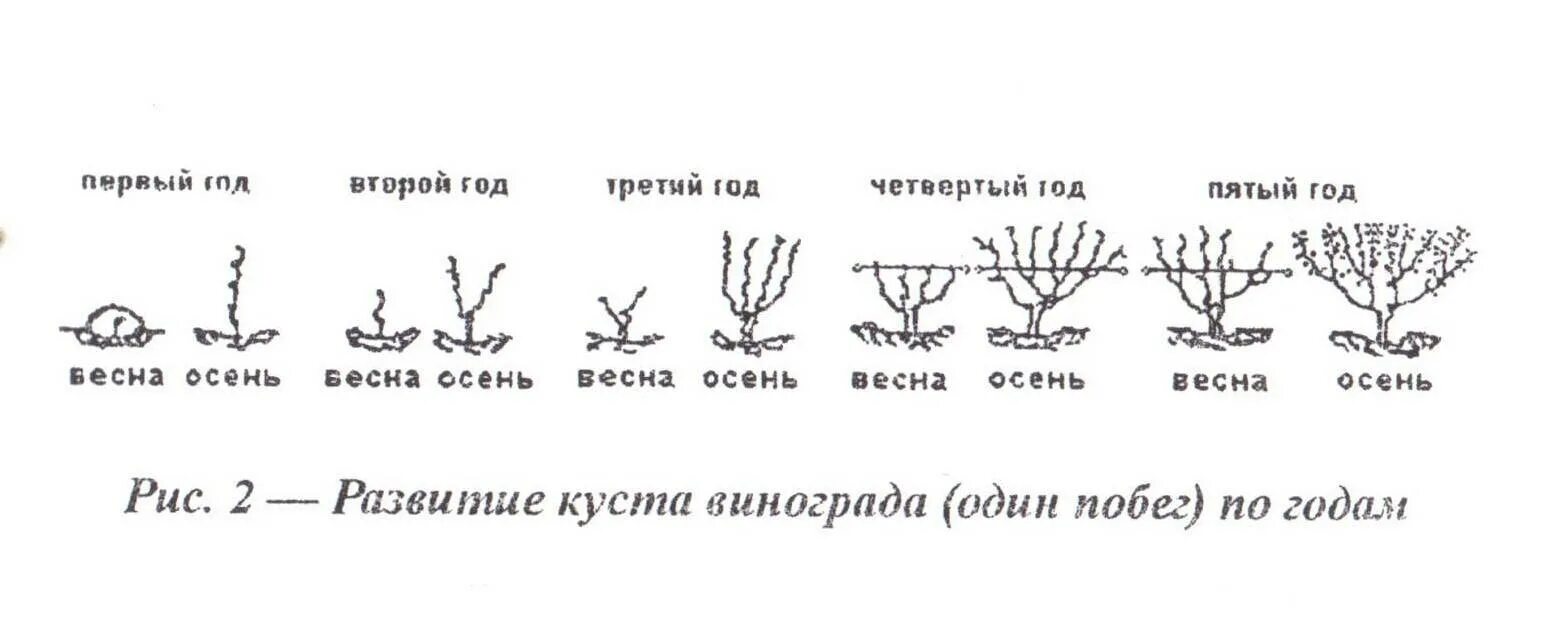 Схема обрезки виноградной лозы. Как формировать лозу винограда в первый год. Схема обрезки винограда по годам. Схема обрезки винограда 1 год. Весенняя обрезка винограда в средней полосе