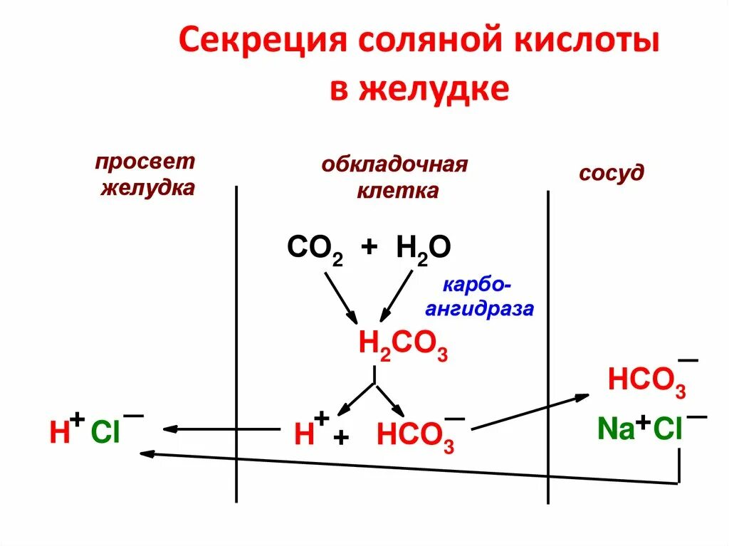 Механизм синтеза соляной кислоты биохимия. Механизм секреции соляной кислоты. Механизм образования соляной кислоты биохимия. Схема механизм образования соляной кислоты в желудке.