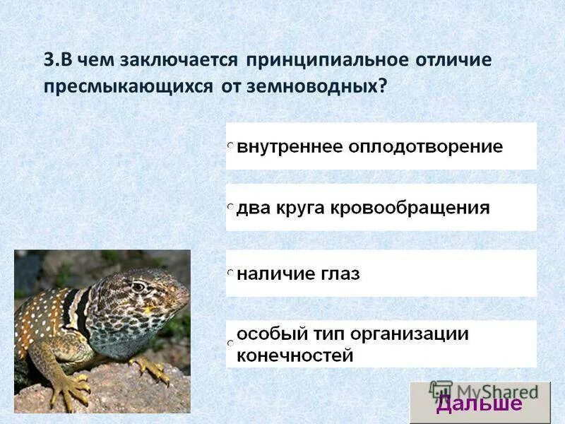 В отличие от рептилий млекопитающие имеют губы. Отличие пресмыкающихся от земноводных. Пресмыкающиеся от земноводных. Земноводные рептилии и пресмыкающиеся. Таблица земноводных и пресмыкающихся.