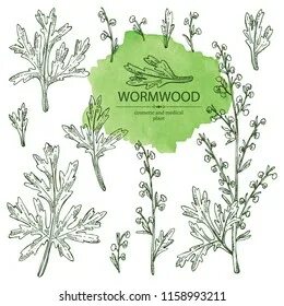 Wormwood перевод