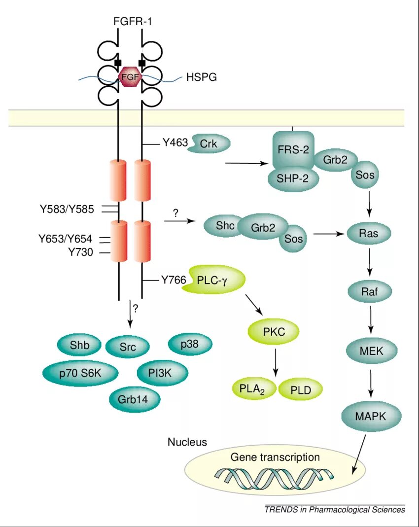 Binding results. Binding results. Beta blockers. Fgf сигналинг. Брошюровка листов а4 на пружину.