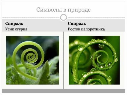 Усики спирали