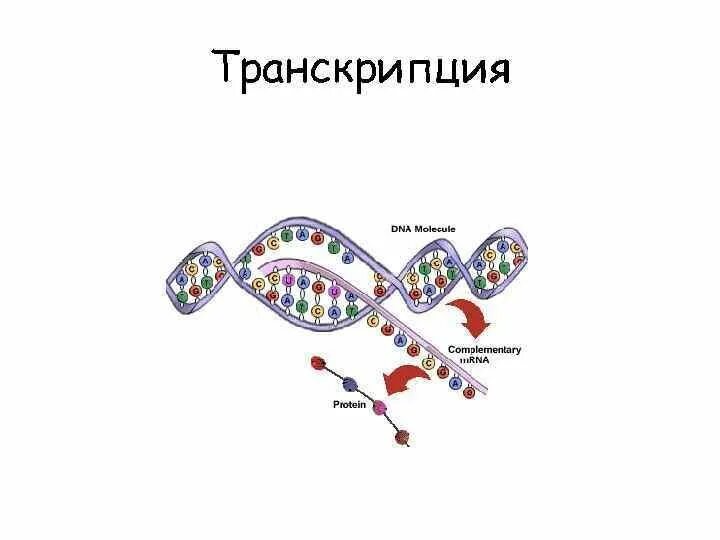 Концы транскрибируемая днк. Транскрипция ДНК схема процесса. Строение транскрипции ДНК. Схема процесса транскрипции. Транскрипция биология.