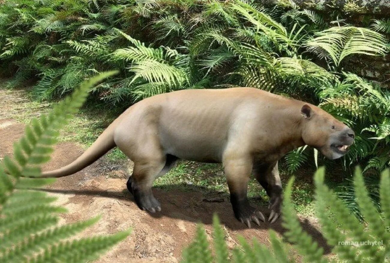 SARKASTODON mongoliensis. Древние животные. Доисторические животные. Вымершие животные.