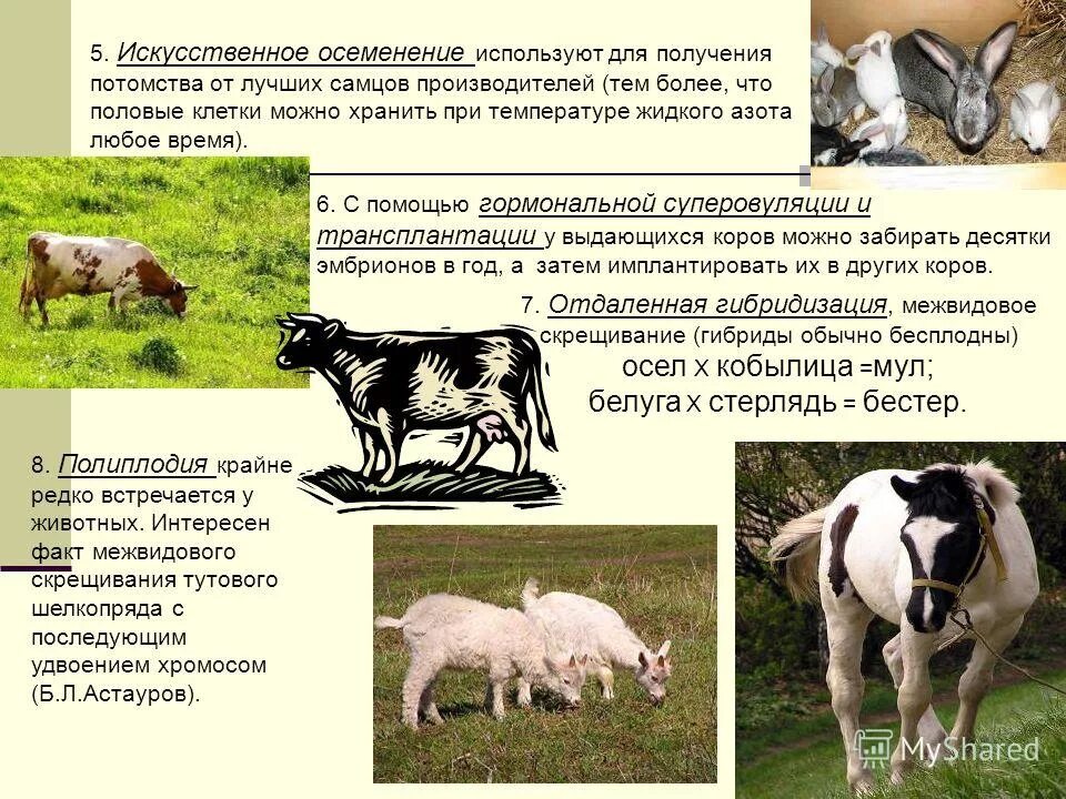 Искусственное оплодотворение осеменение. Искусственного ассименения хивотн. Значение искусственного оплодотворения в растениеводстве и животноводстве. Значение искусственного оплодотворения в растениеводстве и животноводстве. Значение искусственного оплодотворения в растениеводстве и животноводстве.