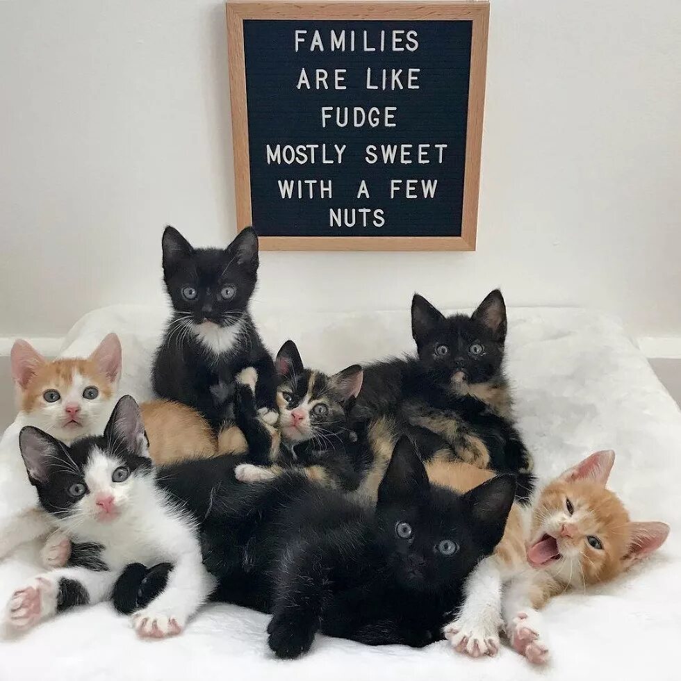 включи папа кошка