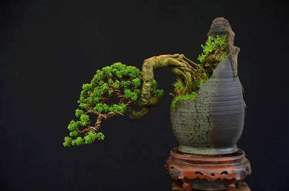 Bonsai pots. Bonsai pots. Горшок для бонсай. Хан кенгай бонсай. Керамический горшок для бонсай.