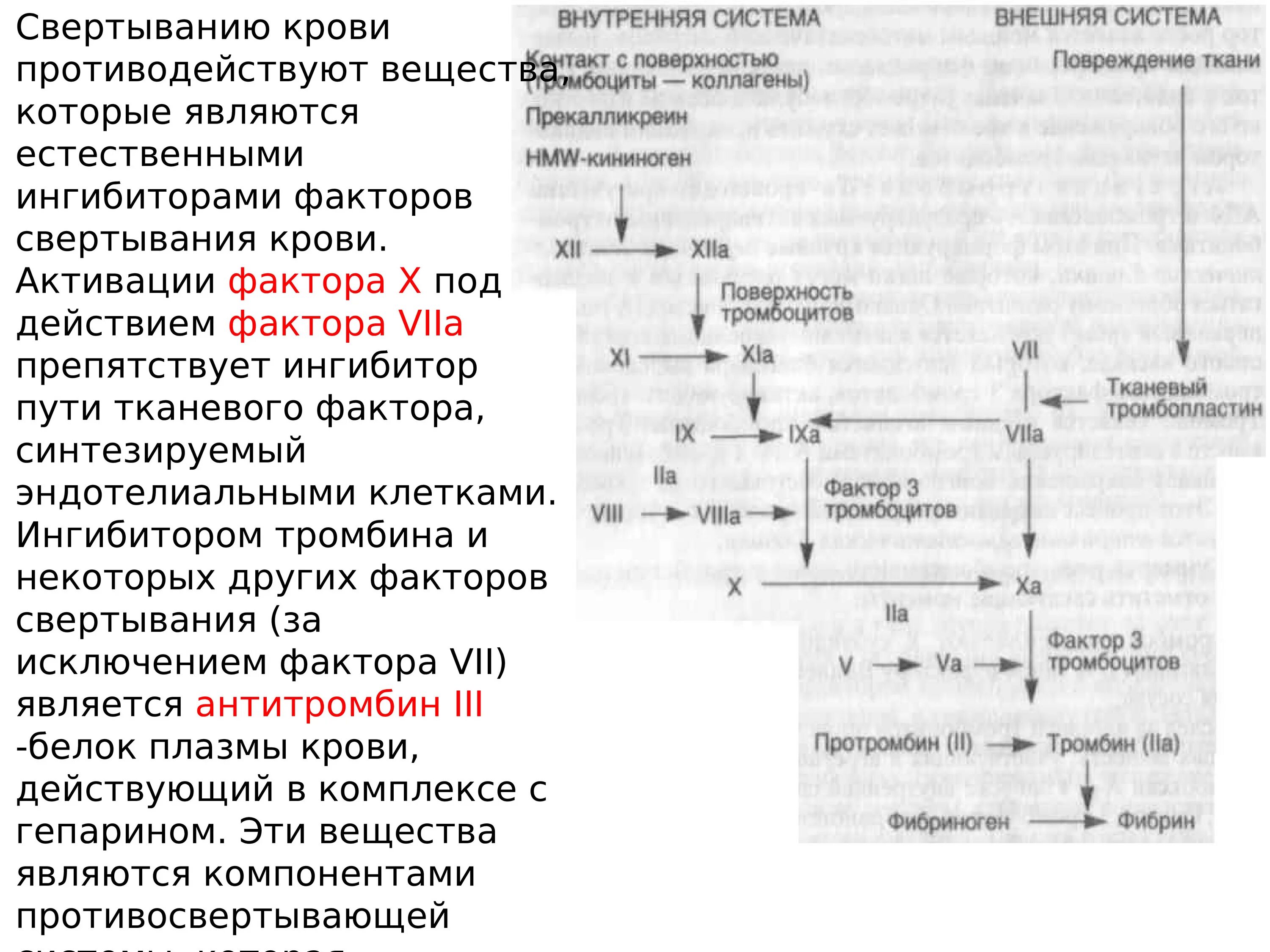 Гемостаз факторы свертывания крови. Внешний путь свертывания крови биохимия. Синтез факторов свертывания крови. Схема внутренний механизм свертываемости крови.