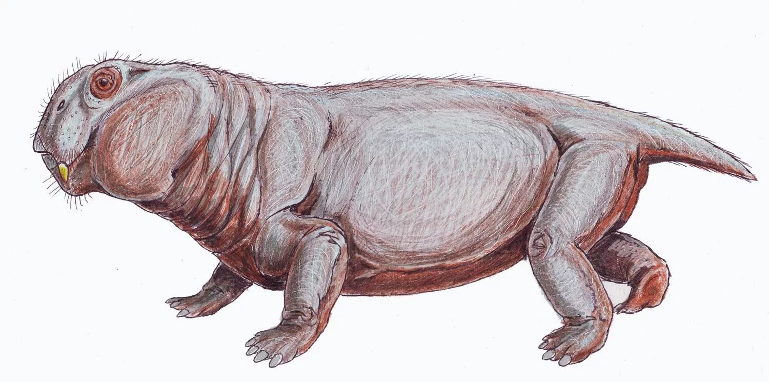 Листрозавр Триасового периода. Листрозавр динозавр. Lystrosaurus MCCAIGI. Дицинодонт листрозавр.