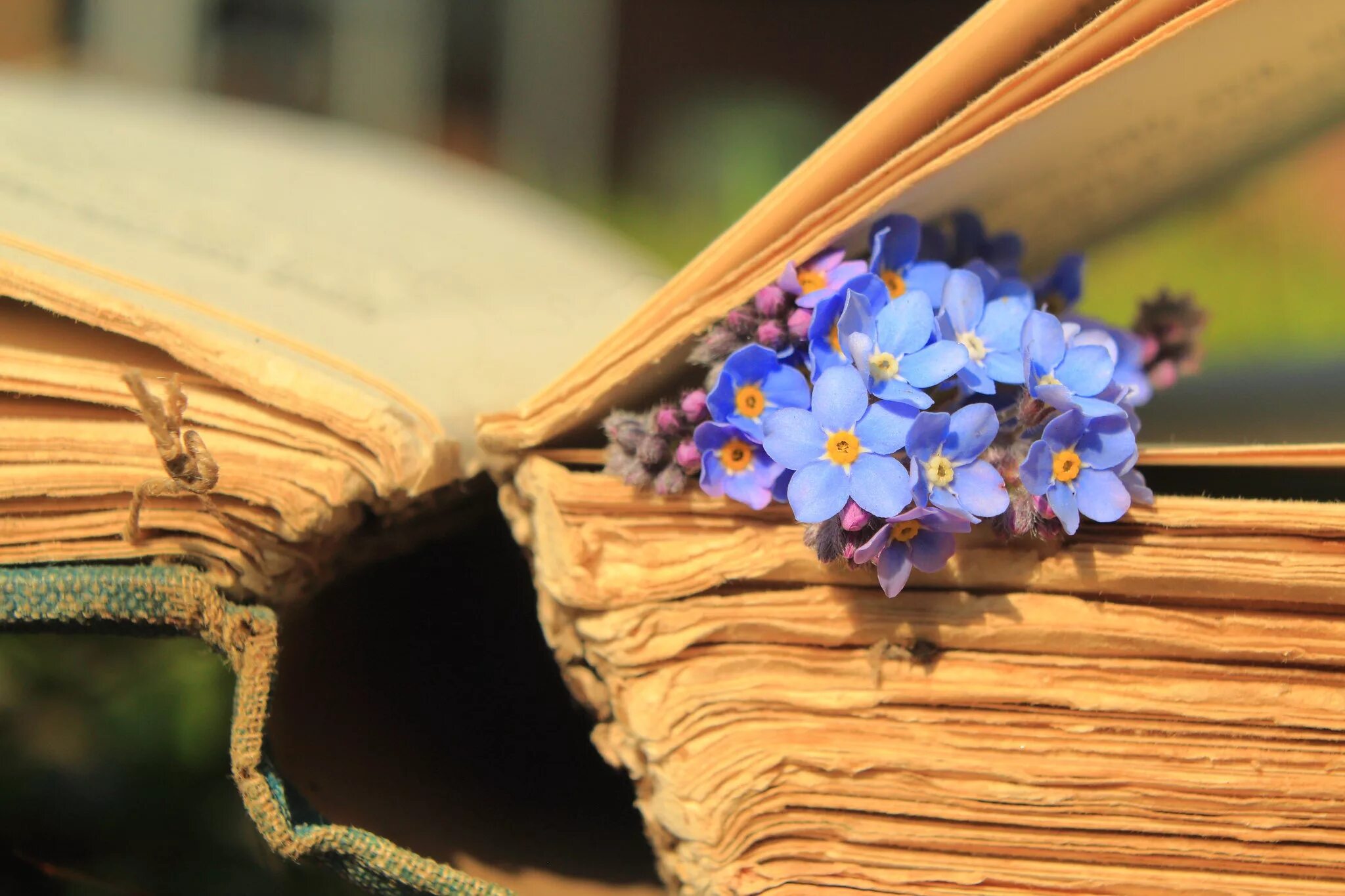 Весенний книжный букет. Книга цветы. Книга с цветами. Цветы в книжке. Книги о весне.