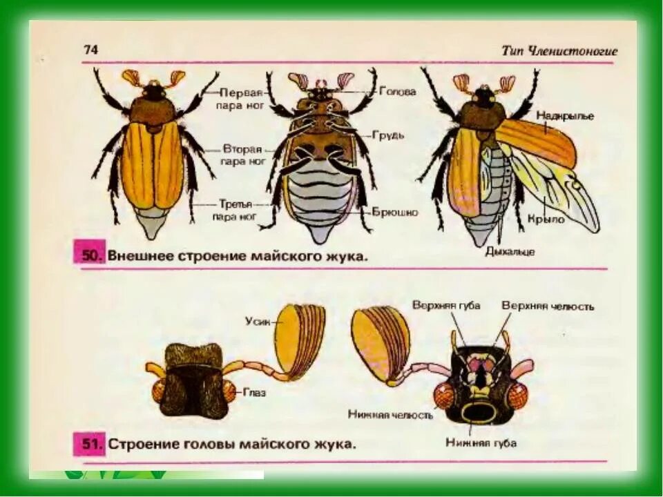 Животные у которых 3 пары ног
