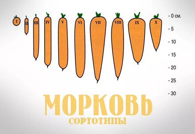 Сколько весит морковка. Сортотипы моркови таблица. Сортотип моркови. Размер моркови. Вес моркови среднего размера.