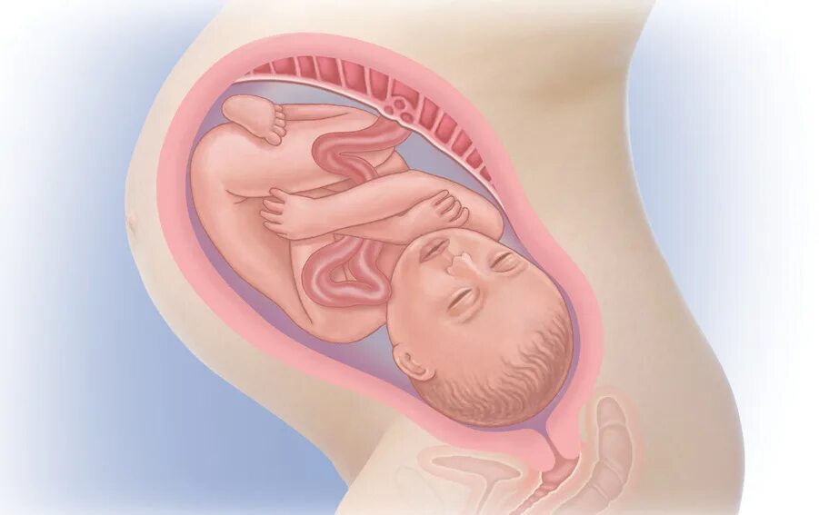 Беременность 40 недель 3 роды. Малыш на 39 неделе беременности. Ребёнок на 38 неделе беременности.