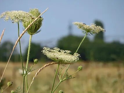 Степные виды растений - найдено 90 картинок