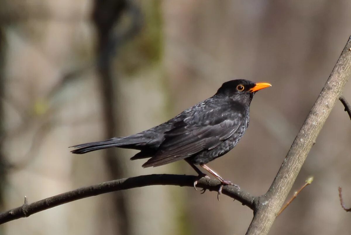 Blackbird bird. Белогрудый дрозд. черный дрозд птица. черный дрозд дрозд. blackbird черный дрозд.