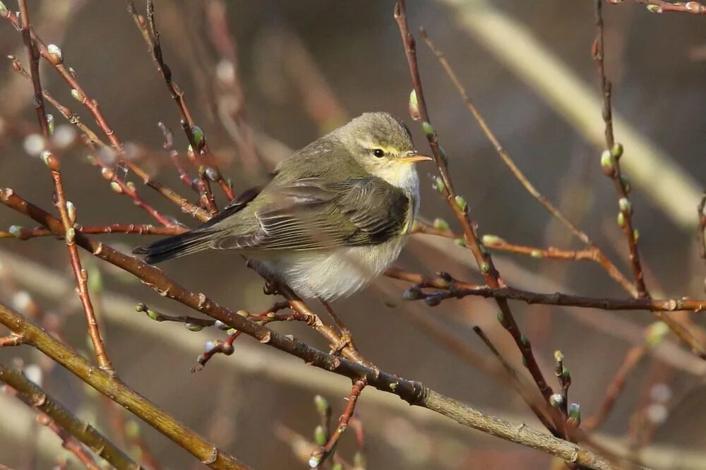 Пеночка-весничка. Пеночка-весничка (Phylloscopus trochilus). Пеночка - отряд воробьиные. Пеночка весничка самка. Весничка это