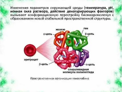 Уровень структурной организации гемоглобина