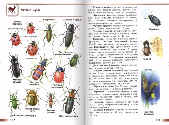 Таёжный клещ информация. Таежный клещ атлас определитель 2 класс. Энцефалитный клещ иксодовый клещ. Таежный клещ класс. Таежный клещ атлас определитель 2 класс окружающий.
