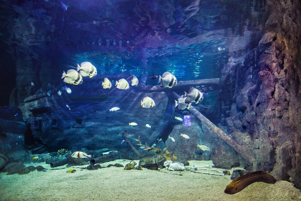 Океанариум discovery world. Океанариум Дискавери Адлер. Сочинский океанариум Сочи. Сочи аквариум Дискавери. Океанариум Дискавери Уорлд аквариум Сочи.