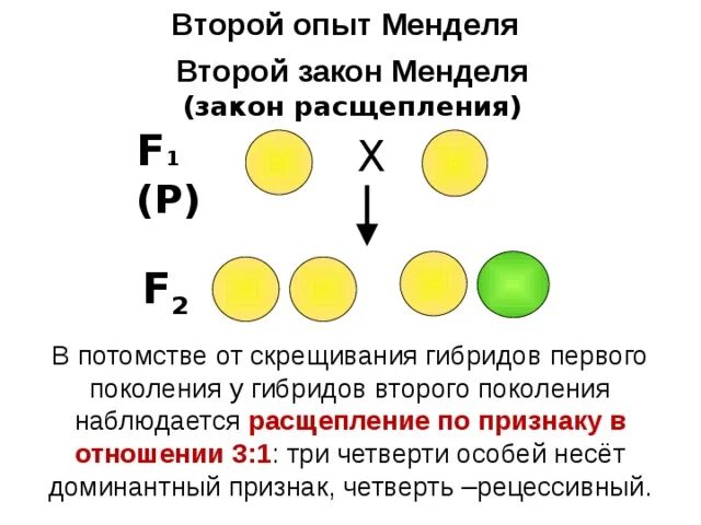 Моногибридное скрещивание f2. 2 Закон скрещивания Менделя. Расщепление по фенотипу по 2 закону Менделя. 2 Закон Менделя расщепление.