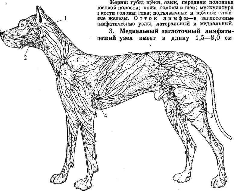 Лимфатическая система собаки схема. Анатомия собаки лимфатическая система. Лимфатическая система головы собаки. Лимфоузлы собаки анатомия. Увеличены лимфоузлы у собаки