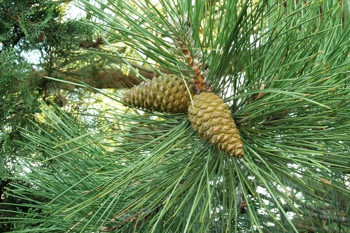 Семена крымской сосны. Сосна Крымская (Pinus pallasiana). Сосна Палласа Крымская шишка. Сосна Крымская, Палласова. Сосна Крымская (Pinus nigra subsp. Pallasiana (Lamb.) Holmboe).