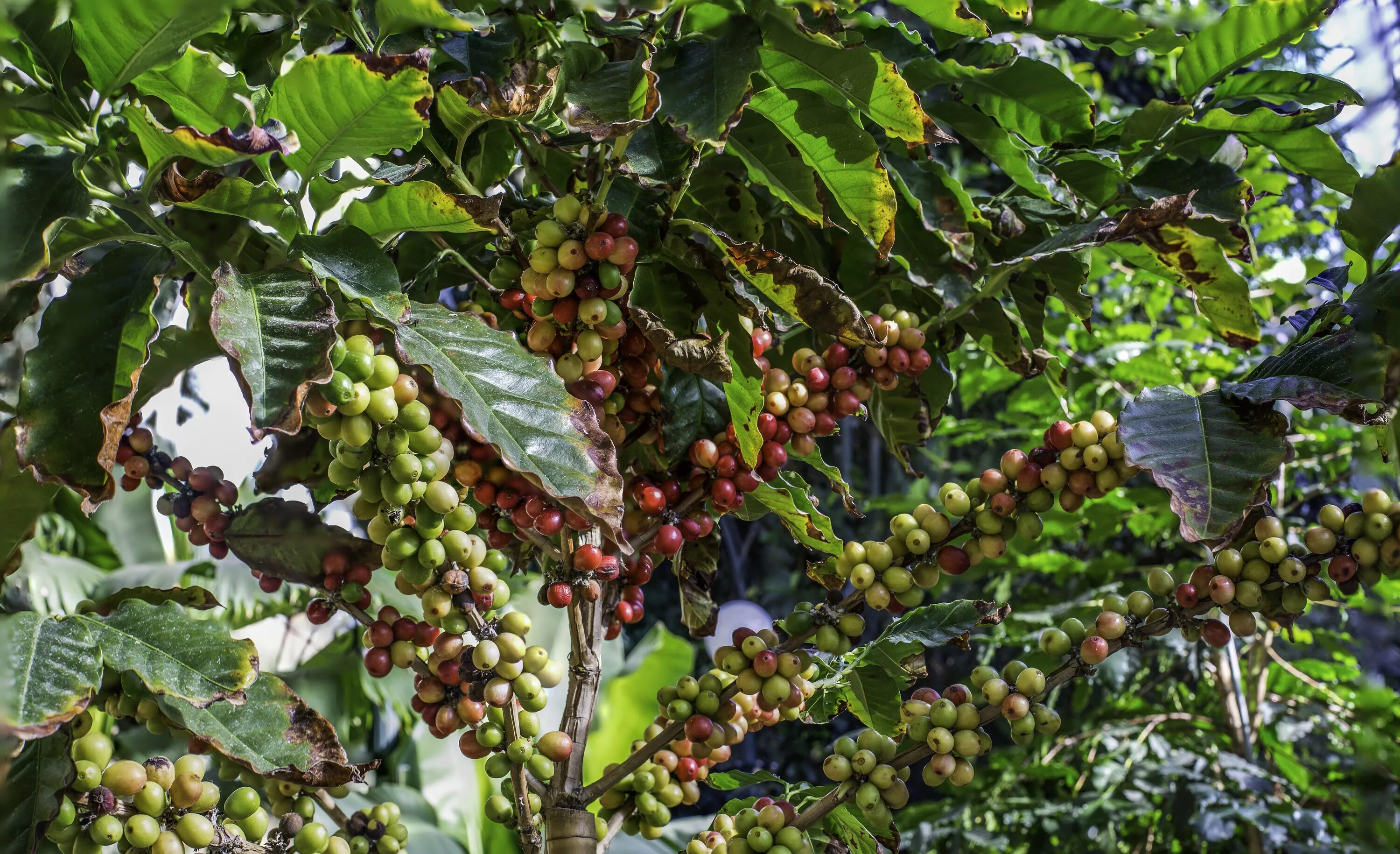 Арабика и Робуста дерево. Кофейное дерево Арабика. Кофейное дерево (Coffea). Coffea Arabica дерево. Сосед кофейного дерева