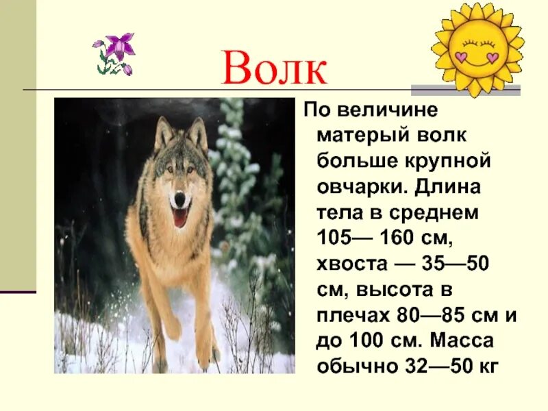 Волк обыкновенный описание. Койот. Описание тела волка. Самый крупный волк в мире. Млекопитающие животные волк.