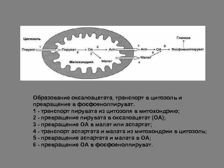 Синтез глюкозы происходит в митохондриях. Процессы происходящие в митохондриях клетки. Процессы проходящие в митохондриях. Клеточное дыхание схема этапов. Синтез глюкозы происходит в митохондриях.