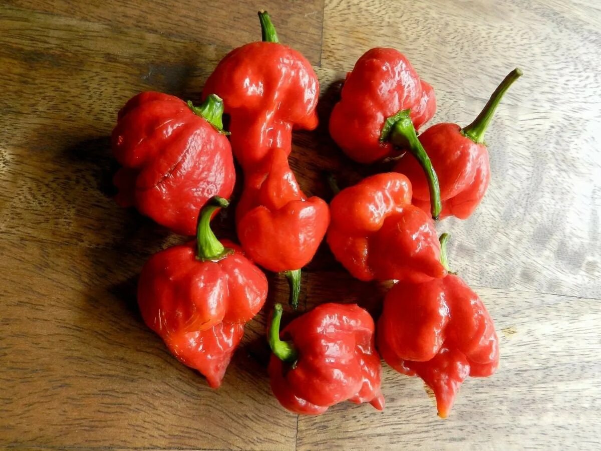 Название самого острого перца. Trinidad Scorpion Butch t перец. Пеппер Икс перец. Самый острый перец в мире. Самый острый перец Trinidad Scorpion Butch t.