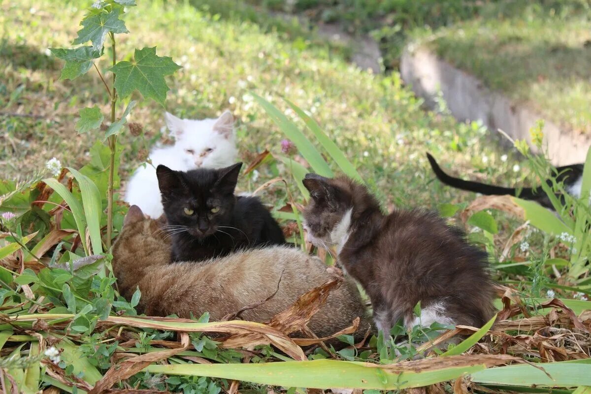 Кидать кошку. Кошки Донбасса брошенные. Котята из монастыря. Хвост трубой Курск. Кот Михалыч.