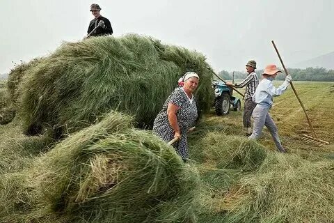 Скошенный какое время