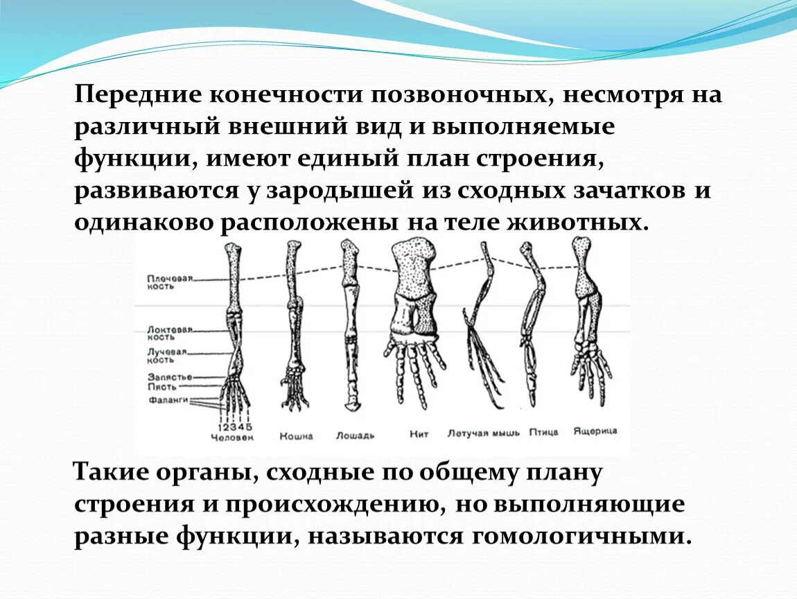 Скелет передней конечности наземного позвоночного. Строение скелета верхней конечности позвоночных животных. Схема строения конечностей наземного позвоночного. Эволюция скелета конечностей у позвоночных.
