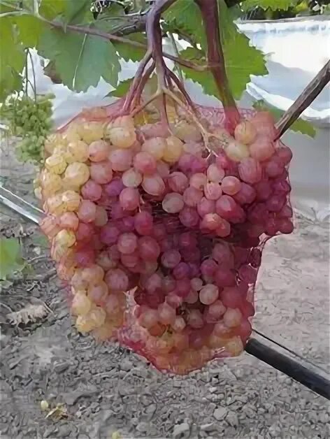 Niagara seedless (кишмиш Ниагара сидлис) - описание сорта винограда Grapes, Frui