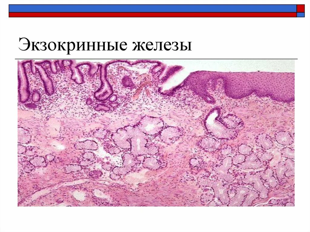 Экзокринные железы. Экзокринные железы ткань. Экзокринные железы гистология. Железистая экзокринная ткань.